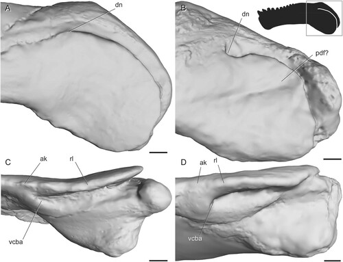 FIGURE 5. Surface scans of the angular region in tapinocephalian dinocephalians. A, Moschops capensis (AMNH FR5550) in left lateral view; B, ‘Delphinognathus’ conocephalus (SAM-PK-713) in left lateral view; C, Moschops capensis (AMNH FR5550) in ventral view showing anterior extent of the angular cleft; D, ‘Delphinognathus’ conocephalus (SAM-PK-713) in ventral view showing anterior extent of the angular cleft. Box on silhouette illustrates location of images. Abbreviations: ak, angular keel; dn, dorsal notch; pdf, posterodorsal fossa; rl, reflected lamina; vcba, ventral connection to body of the angular. Scale bars equal 1 cm.