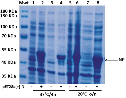 Figure 2. SDS–PAGE analysis of N-fusion protein expressed under different conditions. Cultures of E. coli BL21(DE3) transformed with either pEt28a-N-6×His or empty pEt28a (+) were induced using 0.1 mM IPTG but incubated at different temperatures for different incubation periods. Lanes 1 to 4: incubation at 37°C for 4 h; lanes 5–8: incubation at 20°C overnight. Lanes 1, 3, 5, and 7: negative control (E. coli BL21(DE3) transformed with empty pEt28a(+)); lanes 2, 4, 6, and 8: expression of N-6×His recombinant vector; lanes 1, 2, 5, and 6: Samples were treated with TCA, washed with acetone, and then dissolved in 1× SDS buffer after centrifugation. Lanes 3, 4, 7, and 8: samples were directly centrifuged and then resuspended in 1× SDS buffer. All samples were then boiled for 10 min at 95°C and loaded on 10% SDS–PAGE. Black arrow points to the overexpressed 50 kDa fused protein corresponding to the predicted molecular mass of N-6×His protein.