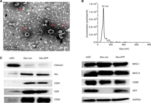 Figure 2 Validation of successful Dex isolation.Notes: (A) Dex ultrastructure displayed by transmission electron microscopy (red arrows). Scale bar =200 nm; (B) the size distribution profile of Dex using the Malvern NanoSight NS300 system, showing a size peak of 91 nm in mature Dex; (C) the expression of the exosome-negative marker calnexin and positive markers, Alix, CD81, CD9, and CD63. In addition, the functional protein expressions of MHC-I, MHC-II, CD86, and AFP were detected in mDCs and Dex lysates by Western blotting. A total of 30 µg protein from the lysates of mDCs and Dex was loaded into each lane. Data were normalized to the GAPDH levels. The bands for targeted proteins were analyzed using the software Gel-Pro analyzer version 4.1.Abbreviations: AFP, alpha-fetoprotein; Dex, dendritic cell-derived exosome; mDC, mature dendritic cell; MHC, major histocompatibility complex.