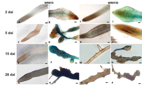 Figure 1. Microscopic analysis of β-glucuronidase (GUS) expression patterns in root-knot nematode (RKN)-infected tomato roots harboring the SlWRKY3 and SlWRKY35 promoter–GUS fusion constructs. (A–H) Micrographs of SlWRKY3::GUS reporter line. (A) Noninoculated root harboring the WRKY3:GUS fusion construct exhibited no GUS signal in root tip or elongation zone. (B) Infected roots at 2 dai. (C) Noninoculated roots at 5 days. (D) Infected roots at 5 dai. (E) Noninoculated roots at 15 days. (F) Developing galls in infected roots at 15 dai. (G) Noninoculated roots at 28 days. (H) Mature galls in infected roots at 28 dai. (I–P) Micrographs of SlWRKY35:GUS reporter line. (A) Noninoculated root harboring the WRKY35:GUS fusion, exhibiting no GUS signal in root tip or elongation zone. (B) Infected roots at 2 dai. (C) Noninoculated roots at 5 days. (D) Infected roots at 5 dai. (E) Noninoculated roots at 15 days. (F) Developing galls in infected roots at 15 dai. (G) Noninoculated roots at 28 days. (H) Mature galls in infected roots at 28 dai. Arrows indicate nematodes. (A–E, G, I–L): micrographs as viewed under light microscope. (F, H, M–P): bright-field image of galls photographed through a stereomicroscope. Bars: (A–E, G, I–L) 50 μm; (F, H, M–P) 500 μm.