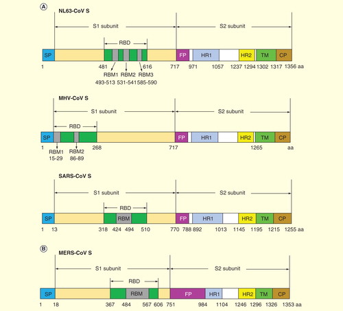 Figure 3. Schematic diagrams of spike protein structures of representative coronaviruses. Schematic diagrams of the structures of S proteins of the previously identified coronaviruses NL63-CoV, MHV-CoV, SARS-CoV (A), and the newly emerged coronavirus MERS-CoV (B) are indicated. The S proteins contain S1 and S2 subunits, respectively, with RBDs located in the S1 region. RBMs are functional regions within RBDs for receptor recognition. Other functional domains, such as fusion peptide, HR1, HR2, transmembrane and cytoplasmic tail, contain variant lengths within different coronaviruses.
