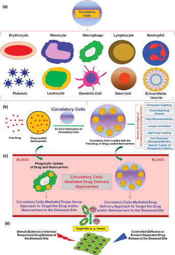 Figure 1. (a) Circulatory cells (erythrocyte, monocyte, macrophage, lymphocyte, neutrophil, platelets, leukocyte, dendritic cells, stem cells, and extracellular vesicles) in drug delivery approaches. (b) Fabrication and advantages of circulatory cells in cell-mediated drug delivery using free drug or drug loaded nanocarriers (NCs). Drugs or NCs can be loaded on to circulatory cells using physical, chemical, or biological methods [Citation4]. (c) Application of circulatory cells in cell-mediated drug delivery using a Trojan horse or reinfusion approaches. Circulatory cells-based carriers have a long circulation half-life in blood compared to conventional NCs and inherent targeting ability to diseased sites such as tumor. The cell-mediated delivery approach can be designed to be internalized in vivo by surface decoration with macrophage/monocytes receptor specific ligands (Trojan horse approach) or the drug/NCs can be loaded in these cells ex vivo and then re-infused into the host to target the diseased sites. (d) Cell mediated carrier’s migration in to diseased sites (e.g. tumor). Drug release from cell-carriers can be designed to be triggered using stimuli (external or internal) -responsive approaches based on the NCs biomaterials (polymer) characteristics.