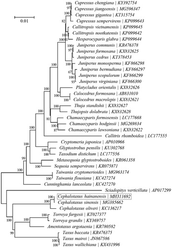 Figure 1. Phylogenetic relationships of 41 species based on the neighbour-joining analysis of chloroplast protein-coding genes. The bootstrap values were based on 500 replicates, and are shown next to the branches.
