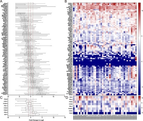 Figure 1 Relative expression levels of 87 TAA and 8 TME genes in tumor tissues of 44 GBM patients. Expression levels of each of the 87 TAAs and 8 TME genes in GBM patients were quantified by qRT-PCR and compared with the relevant gene expression level averaged from 10 normal brain tissues. Abbreviations on the y axis of the (A–D) of indicate the individual genes tested. GAPDH was used as the reference gene in this study. Fold change in gene expression level is indicated on the x axis in (A and C). Individual tumor tissues from 44 GBM patients are indicated on the x axis for (B and D). Gene expression levels of 87 TAAs are shown in (A and B), and expression levels of 8 TME genesis shown in (C and D). The red dotted line on the left in (A and C) indicates a two times lower gene expression level compared with the average level in normal tissues. The red dotted line in the middle indicates that the level of gene expression is the same as the average level in normal tissues. The red dotted line on the right indicates a two times higher gene expression level compared with the average level in normal tissues. <0, gene expression level lower than the average level in normal tissue (blue in the heat map). 0, the gene expression level the same as the average level in normal tissue (white in the heat map); >0, gene expression level higher than the average level in normal tissue (red in the heat map).