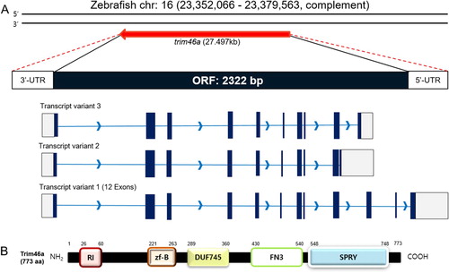 Figure 1. Schematic diagrams of the ORF of trim46a and protein structures of Trim46a. (A) Zebrafish trim46a is present on chromosome 16 and spans 27,494 bp on the genome. trim46a includes 2322 bp of open reading frame (ORF) encoding 773 amino acids long Trim46a. (B) Trim46a contains RING_Ubox superfamily domain (amino acids 26–60), zf-B box domain (amino acids 221–263), DUF745 superfamily domain (amino acids 289–360), FN3 domain (amino acids 430–540), and SPRY superfamily domain (amino acids 548–748).