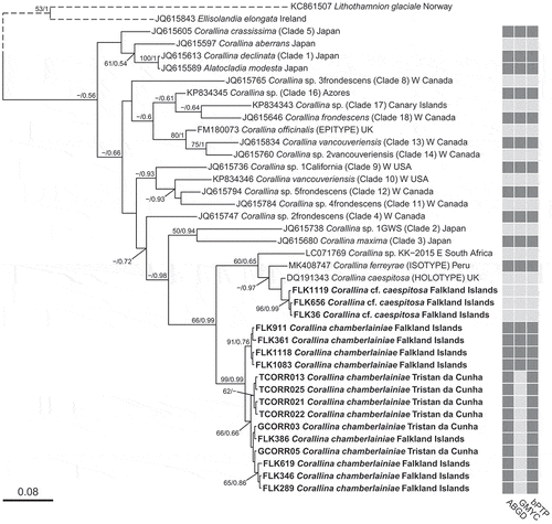 Fig. 2. Bayesian phylogenetic tree inferred for COI-5P sequence data. Node values indicate Maximum likelihood bootstrap support values/Bayesian posterior probabilities (‘−’ denotes < 50% support). Alternating shades correspond to species groups inferred by delimitation analyses (ABGD, Automatic Barcode Gap Discovery; GMYC, Generalized Mixed Yule Coalescent; bPTP, Bayesian implementation of Poisson tree processes). Scalebar represents number of substitutions per site