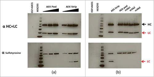 Figure 8. (a) Normalized concentrations of mAb AEX pool and strip were subjected to reduced SDS-PAGE, probed for the human heavy (HC) and light chains (LC) by western hybridization (upper panel), then stripped and re-probed for antisulfotyrosine (lower panel). See the indications for HC and LC at the far right. (b) Normalized concentrations of different CHO-derived mAbs in addition to AEX strip and pool are subjected to reduced SDS PAGE, probed for the human HC and LC by western hybridization, then stripped and re-probed for anti sulfotyrosine. For both (a) and (b) MagicMark XP was used as a protein molecular weight standard, and equal amounts of HEK293 and EGF-treated A431 cell extracts are analyzed as controls.