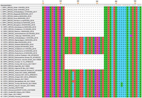 Figure 3. Multiple sequence alignment of the RPO30 gene of CaPV isolates: RPO30 gene sequences (13–33 nt) of Indian SPPV and GTPV isolates along with other capripoxvirus sequences available in GenBank were aligned using Clustal-W method of MEGA 10. The conserved regions and deletion are highlighted.