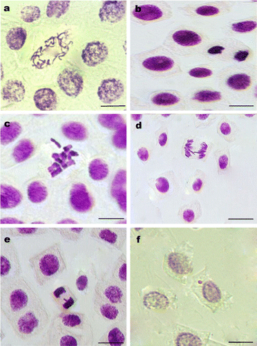 Figure 1. Chromosomal abnormalities induced with fipronil in root meristem cells of A. cepa: (a) disturbed prophase; (b) stickiness; (c) c-mitosis; (d) chromatid bridge; (e) laggards; (f) micronucleus. Scale bars = 10 μm.