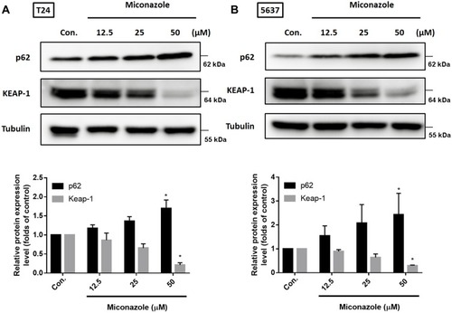 Figure 2 Miconazole stimulates noncanonical p62-KEAP1 pathway in bladder cancer cells. (A and B; upper panels) T24 and 5637 BC cells were treated with increased concentrations of miconazole for 24 h, total proteins were extracted and expression levels of p62 and KEAP1 were detected by Western blot. (A and B; lower panels) The relative band intensities of proteins presented in (A and B) were quantitated by densitometric scanning and are presented as the fold of control group; and the statistical calculation from blots more than three independent experiments are shown (n=4). The results are presented as the means ± S.D. *P<0.05 compared with Con. group.