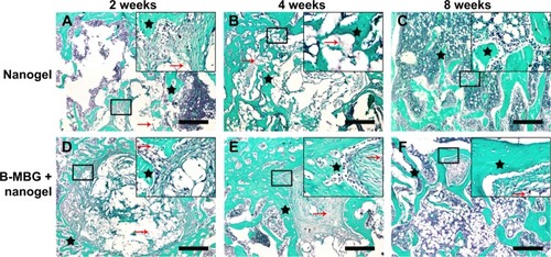 Figure 5 Safranin O of PIB nanogels alone (A–C) and B-MBG/nanogels (D–F) at 2, 4, and 8 weeks post-implantation (bar =100 μm).Notes: Black star, new bone; red arrow, residual material. (Safranin O: Sigma S2255; Sigma-Aldrich Co., St Louis, MO, USA).Abbreviations: PIB, p(N-isopropylacrylamide-co-butyl methylacrylate); B-MBG, boron-containing mesoporous bioactive glass.