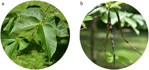 Figure 1. (a) The leaves of H. pubescens. (b) The follicles of H. pubescens. The leaf blade of this species is ovate or elliptic, with 10–15 pairs of lateral veins, and the follicles of this species are linear, with white, punctate lenticels. The photos of H. pubescens were taken by the authors in Xishuangbanna county, Yunnan Province, China.