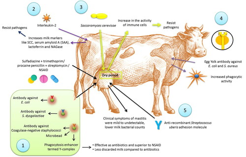 Figure 2. Use of immunotherapy for treatment of mastitis. 1. Microbeads carrying specific antibodies to the mastitis causing bacteria and an enhancer of phagocytosis, termed Y-complex was showing effects similar to sulfadiazine + trimethoprim or procaine penicillin + streptomycin or NSAIDs. 2. Interleukin-2 injection was showing increase of several milk markers related to white blood cell and epithelial cell functions including SCC, serum amyloid A (SAA), lactoferrin and NAGase. 3. Infusion of extract of Saccharomyces cerevisae yeast into mammary gland during the dry period caused an increase in the activity of immune cells in the gland, which could respond immediately to a new infection. 4. Specific IgY can be produced against Escherichia coli and Staphylococcus aureus increased phagocytic activity. 5. Use of anti-recombinant Streptococcus uberis adhesion molecule showed reduced clinical symptoms of mastitis, lower milk bacterial counts and lower infected quarters.