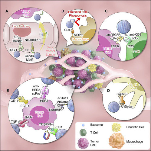 Figure 1 Graphical illustration of tumor targeting strategies of exosome-based delivery. In passive targeting, exosomes pass through the leaky vascular walls and accumulate at the tumor site by the enhanced permeability and retention (EPR) effect. The EPR effect is boosted by (A) increasing endothelial penetration of tumor vasculature by surface modification of iRGD peptide;Citation80 and (B) prolonging circulation time of exosomes by overexpressing antiphagocytic factors.Citation17 In addition, reshaping tumor microenvironment (TME) by targeting specific immune cells could enhance anti-tumor immune responses for cancer immunotherapy. For example, (C) exosome expressing in-tandem scFvs (anti-EGFR and anti-CD3) redirect cytotoxic T cells to attack tumor cells;Citation84 and (D) glycan-modified exosomes displayed increased uptake by DC cells and augment DC-mediated immune responses.Citation86 Active targeting can be achieved (E) by using specific targeting moiety to bind to the receptors on tumor cells or by modification to synergize external stimuli-guided tumor targeting.Citation93,Citation95,Citation101,Citation102,Citation105.