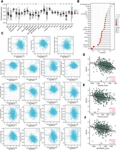 Figure 3 Correlations between the expression level of AP1S1 and immune infiltration. (A) The bar graph about the immune infiltration level of different immune infiltration cells in AP1S1 high set and low set. (B) The lollipop figure about the correlations between the expression level of AP1S1 and immune infiltration of different immune infiltration cells. (C) The scatter diagrams about the correlations between the expression level of AP1S1 and immune infiltration level of different immune infiltration cells. (D–F) The scatter diagrams about the correlations between the expression level of AP1S1 and stromal score (D), immune score (E) and ESTIMATE score (F).