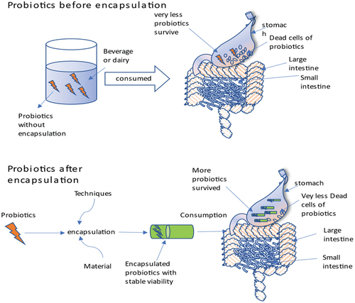 Figure 2. Comparison of probiotics in gut before and after encapsulation.