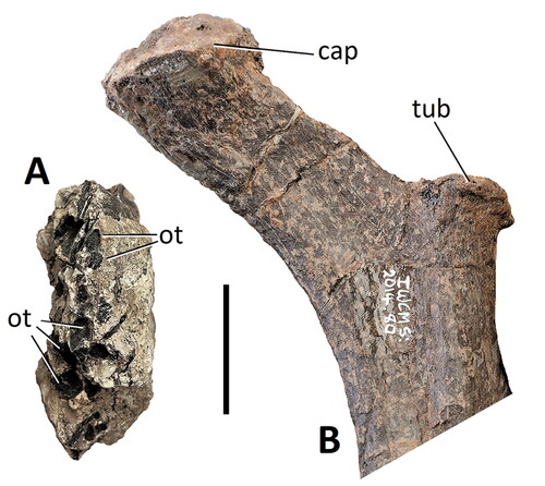 Figure 19. Comptonatus chasei gen. et sp. nov. (IWCMS 2014.80). A, block of pyritized matrix containing ossified tendons in transverse section. B, articular end of left dorsal rib in anterior view. Abbreviation: cap, capitulum; ot, ossified tendons; tub, tuberculum. Scale bar represents 30 mm.