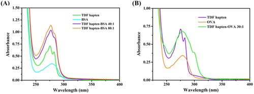 Figure 4. The ultraviolet absorption spectrum of TDF hapten-BSA (A) and TDF hapten-OVA (B).