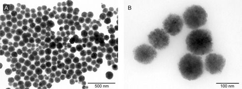 Figure 1 TEM images of FNs at a magnification of 10 k (A) and 40 k (B).Abbreviations: TEM, transmission electron microscopy; FNs, magnetic ferrite nanoclusters.