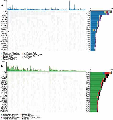 Figure 1. Mutations in LUSC and LUAD samples (a) Overview of somatic mutations in all samples in the (A) LUSC and (b) LUAD TCGA cohorts