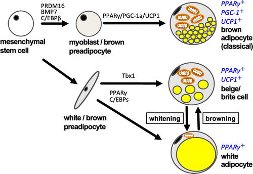 Figure 3. Differentiation scheme of white/brown adipocyte and beige cells. Recently, considerable research has been done on the original stem cell containing UCP-1. Mouse interscapular tissues are rich in brown adipocytes containing UCP-1. This is a classical brown adipocyte, which is generated from the same stem cells as muscle tissues. The brown-like white adipocyte, called the beige cell or brite cell, is reported to be found in white adipose tissue. Recent studies have indicated that beige adipocytes have thermogenic activity comparable to that of classical brown adipocytes and contribute significantly to the regulation of body fat content.