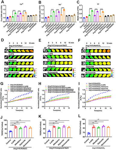 Figure 3 Relationship between change in transmembrane OP and calcium ion-related signals in Ang II–induced HUVECs stimulated with sodium ion injection. (A–C) HUVECs were incubated with Ang II and 0.9% NaCl, Compound NaCl, 5% NaHCO3, 5% Glucose, or HS40SC injection for 24 h (mixed with plasma-mimicking medium at 1:9). Normalized fluorescence intensity of (A) calcium ions, (B) sodium ions, and (C) chloride ions in the cytoplasm. Ang II–induced hypertensive HUVECs were incubated with 0.9% NaCl, Compound NaCl, or 5% NaHCO3 injection added to 2-APB (100 μM), nifedipine (30 μM), glyburide (100 μM), and niclosamide (1 μM) (mixed with plasma-mimicking medium at 1:9). (D–F) Images obtained at 15-min time lapse in FRET analysis (calibration bar: 0.1–1.5; scale bar: 10 µm). (G–I) Standardized CFP/FRET ratio of vimentin within 15 min. (J–L) Ratio of transendothelial electrical resistance (TEER) values of HUVECs at 12 h and 0 h. Ang II, Angiotensin II; 2-APB, 2-Aminoethyldiphenyl borate. Data are expressed as mean ± SD (n ≥ 3). **p < 0.01, ***p < 0.001, ****p < 0.0001.