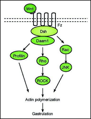 Figure 2 A schematic representation of the Planar Cell Polarity transduction cascade. Wnt signaling is transduced through Fz independent of LRP5/6 leading to the activation of Dsh. Dsh through Daam1 mediates activation of Rho which in turn activates Rho kinase (ROCK). Daam1 also mediates actin polymerization through the actin binding protein Profilin. Dsh also mediates activation of Rac, which in turn activates JNK. The signaling from Rock, JNK and Profilin are integrated for cytoskeletal changes for cell polarization and motility during gastrulation.