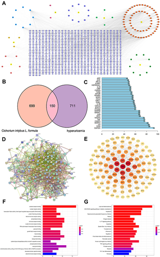 Figure 7 Network construction and pathway and functional enrichment analysis of the effect of CILF on HN. (A) Potential active ingredient‑target‑disease network. The different colors of the symbols represent the following: square yellow represents the seven herbal medicines, purple represents protein targets, dark green represents chicory, red represents dandelion, light green represents angelica dahurica, dark blue represents mulberry leaf, dark pink represents lilium, light blue represents common ingredients of herbs, dark yellow represents radix puerariae, circular yellow represents gardenia. (B) Venn. (C) Frequency analysis of protein targets. (D) Protein-protein interaction (PPI) network. Node information as mentioned here: query proteins and first shell of interactors (colored nodes), the second shell of interactors (white nodes), proteins of unknown 3D structure (empty nodes), and some 3D structure is known or predicted (filled nodes). (E) core PPI network. (F) GO function analysis. The gradual change in color represents the change in probability (G) KEGG pathway enrichment analysis. The gradual change in color represented the change in probability.