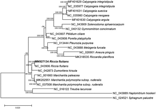 Figure 1 Neighbor joining (bootstrap repeat is 10,000) and maximum likelihood (bootstrap repeat is 1,000) phylogenetic trees of 22 complete mitochondrial genomes: Riccia fluitans (MN927134 in this study and NC_043906), Marchantia polymorpha subsp. ruderalis (NC_037508 and MK202951), Marchantia paleacea (NC_001660), Pleurozia purpurea (NC_013444), Aneura pinguis (NC_026901), Dumortiera hirsuta (NC_042873), Calypogeia neogaea (NC_035980), Calypogeia integristipula (NC_035977), Calypogeia suecica (MF401631), Calypogeia arguta (MF401630), Calypogeia integristipula (MF401629), Riccardia planiflora (MK318535), Solenostoma sphaerocarpum (NC_043909), Porella platyphylla (NC_043908), Ptilidium ciliare (NC_043907), Metzgeria furcata (NC_043888), Haplomitrium hookeri (NC_043889), Tritomaria quinquedentata (NC_037041), Gymnomitrion concinnatum (NC_040132), Calypogeia integristipula (NC_035977), Treubia lacunose (NC_016122), and Sphagnum palustre (NC_024521) as an outgroup. The numbers above branches indicate bootstrap support values of maximum likelihood and neighbor-joining phylogenetic trees, respectively.