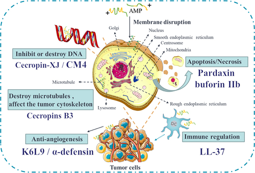 Figure 3 Schematic diagram of the intracellular mechanisms of AMPs on cancer cells. Although interacting with the negatively charged cancer cell membranes is the key to the anti-cancer effects of AMPs, many AMPs can also act on the intracellular structures or molecules, including inhibiting tumor DNA synthesis (Cecropins B3); destroying Cytoskeleton (Cecropin-XJ and CM4); inhibiting tumor angiogenesis (K6L9 and α-defensin); destroying tumor mitochondria and inducing tumor cell apoptosis or necrosis (Pardaxin and buforin IIb); regulating the body immunity (LL-37).