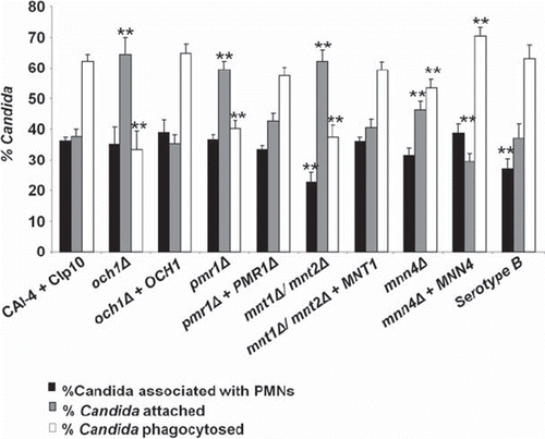 Fig 3. Analysis of binding and phagocytosis of C. albicans glycosylation-deficient mutant strains by FACS. Bars indicate the percentage of C. albicans cells associated with, bound to, or engulfed by human PMNs following 30 min of co-incubation at 37°C. The solid bars represent the percentage of C. albicans yeast cells (as a proportion of the total C. albicans cells counted) co-sorting with PMNs. This reflects differences in the recognition and binding of the various C. albicans strains by PMNs. Grey bars show the percentage of C. albicans yeast cells adhered to versus those engulfed by PMNs (subsets of the C. albicans yeast cells co-sorted with PMNs) and represent a measure of the relative ability of PMNs to phagocytose the C. albicans yeast cells. The open bars represent the proportion of associated cells that had been phagocytosed at this time point. Plotted values are the mean ± standard error of triplicate experi ments using PMNs from six independent donors. Statistical significance was carried out by a student's t-test (vs the value for the control strain in each case): **P < 0.05.