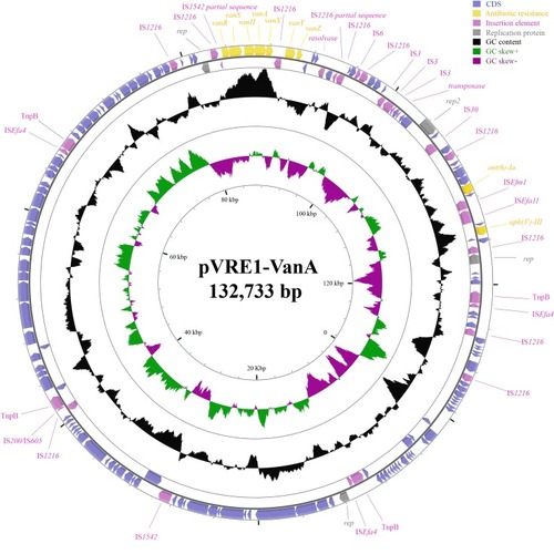 Figure 1 Circular representation of the vanA-encoding plasmid pVRE1-VanA.