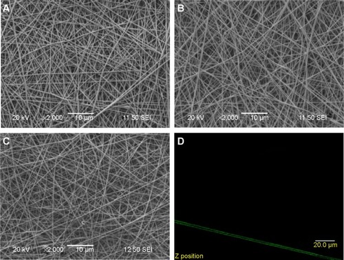 Figure 2 SEM images of PS (A), gelatin (B), and PS/gelatin nanofibrous membrane (C); confocal fluorescent image of FITC–gelatin/PS fiber (D).Notes: Original magnifications: ×2,000 (A–C).Abbreviations: FITC, fluorescein isothiocyanate; PS, polystyrene; SEM, scanning electron microscopy.