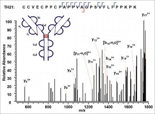 Figure 10. CID MS3 spectrum of the distinct disulfide-dissociated peptide TH21 at the hinge region of the IgG2A isoform. TH21 on one heavy chain was found to connect with TH21 on the other heavy chain, and formed the inter-chain disulfide bond.