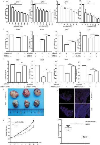 Figure 1. BMSCs contribute to erlotinib resistance in lung cancer cells in hypoxia. (a) Erlotinib inhibited the proliferation of A549, H358, H460 cell lines and LLC cells in a dose-dependent manner. (b) Co-culture with BMSCs increased lung cancer cell growth after treatment of erlotinib in hypoxic conditions. (c) Media collected from hypoxic BMSCs increased cancer cell growth after treatment of erlotinib.CCK-8 cell viability assay was performed to evaluate cell viability after treatment of erlotinib. Results are presented as the median of three independent experiments (**p < .01, ***p < .001, Student’s t test). (d) BMSCs promoted erlotinib resistance in syngeneic mouse lung cancer model. LLC cells with or without BMSCs were injected subcutaneously into C57BL/6 mice. When the tumor reached approximately 250–300 mm3, the mice were treated with erlotinib. Tumors excised from the mice are shown. (e) Tumor growth curve presenting in tumor volume. Each bar represents the mean tumor volume with 95% confidence intervals. Tumors were measured every 2 days. Results are presented as the median of three independent experiments (*p < .05, **p < .01, Student’s t test). (f) Immunofluorescence analysis of ki67 in tumors. Upper: tumors from mice receiving co-injection of BMSCs and LLC; lower: tumors from mice receiving injection of LLC alone. Red dots indicate the ki67 positive cells. The amplifications were presented. (g) Scatter plot of the observed expression scores of ki67. Expression was scored semi-quantitatively by positive area.