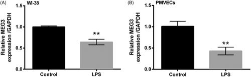 Figure 2. Long non-coding RNA MEG3 was down-regulated by LPS treatment. Expression of MEG3 in WI-38 cells (A) and human PMVECs (B) was assessed by qRT-PCR. Data presented are the mean ± SEM of at least three independent experiments. **p < .01.