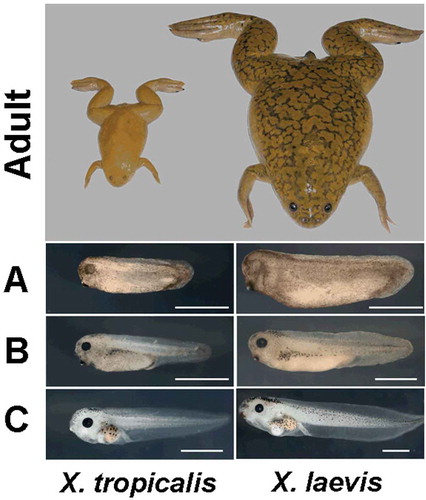 Figure 2. Comparison of adults and tadpoles of Xenopus tropicalis and X. laevis. Adult body length is 5 and 10 cm respectively. A, tailbud; B, swimming tadpole; C, feeding tadpole. White scale bar = 1 mm (Hellsten et al. Citation2010).