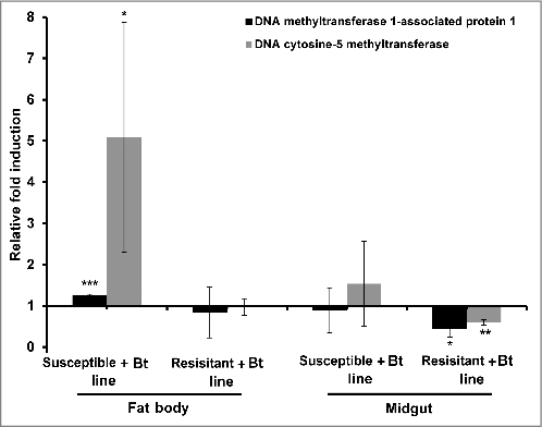 Figure 2. DNA methylation-specific gene expression in the midgut and fat body of Bt-infected resistant and susceptible G. mellonella larvae. The expression of the DNA methyltransferase 1-associated protein 1 and DNA cytosine 5-methyltransferase genes were measured in the midgut and fat body of resistant and susceptible G. mellonella larvae infected with Bt. The values were normalized to the midgut and fat body expression profiles of the corresponding uninfected resistant and uninfected susceptible larvae. The 18S rRNA housekeeping gene was used for internal data normalization. Data are means of 3 independent experiments with standard deviations (#p < 0.05, ## p < 0.005, ### p < 0.0005- fold expression in the fat body and midgut of infected susceptible line and infected resistant line were compared with fold expression of uninfected susceptible line and uninfected resistant line for the same organ respectively)