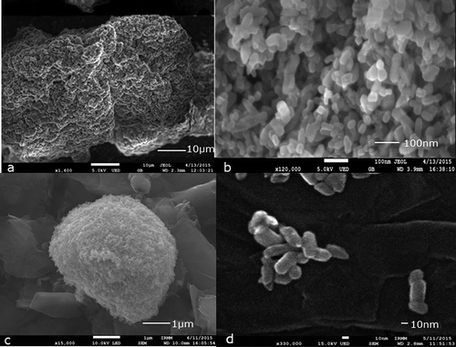 Figure 1. Illustrative images of JRCNM0-1004a material obtained by scanning electron microscopy as such and after different treatments: (a) deposited solid test material on a carbon stub; (b) the same experiment as in (a) but with higher magnification; (c) test material dispersed in NaPP 0.1%; and (d) test material after sonication at 60% during 5 min.
