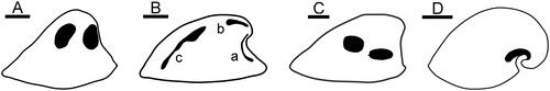 Figure 6. A, Vendrascospira frykmani Peel & Kouchinsky, Citation2022 in lateral view showing muscle-attachment scars on internal mould. B, Bemella communis Parkhaev, Citation2001 showing muscle scars on internal mould (after Parkhaev Citation2014); muscle scars on sub-apical surface (a) and supra-apical surface (b, c). Li et al. (Citation2021) considered b and c to represent the same muscle scar. C, Hensoniconus siku (Peel & Kouchinsky, Citation2022) showing muscle-attachment scars on internal mould. D, Anhuiconus microtuberus Zhou & Xiao, Citation1984 showing muscle scar below apex (after Parkhaev Citation2002). Scale bars: 100 µm (D), 200 µm (A–C).