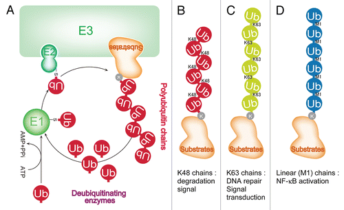 Figure 2 The ubiquitin conjugation system. Ubiquitin conjugation is a reversible post-translational modification that regulates numerous biological phenomena by conjugating ubiquitin polymers to proteins. Polyubiquitin chains are generated by the repetition of the cascade of reactions catalyzed by three enzymes, E1 ubiquitin activating enzymes, E2 ubiquitin conjugating enzymes and E3 ubiquitin-protein ligases, on target proteins specifically recognized by E3s (A). Polyubiquitin chains have been thought to be generated via the Lys residues of ubiquitin. Polyubiquitin chains that function as degradation signals are generated via the Lys 48 of ubiquitin (B). K63-linked chains are involved in DNA repair and signal transduction and do not function as degradation signals (C). A new type of polyubiquitin chain was identified, a linear polyubiquitin (M1-linked) chain in which the C-terminal of ubiquitin is bound to the α-amino group of another ubiquitin. Linear polyubiquitin chains play crucial roles in NFκB activation (D).
