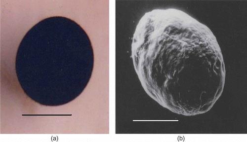 Figure 3. Marphysa gravelyi. Prototrochophore. (a) Light microphotograph; (b) electron microphotograph. Scale bars: (a) 200 μm, (b) 100 μm.