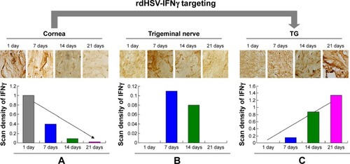 Figure 4 Immunohistochemical assay of IFNγ protein localization in the cornea (A), trigeminal nerve (B), and TG (C) from day 1 to day 21 post immunization.