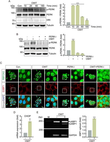 Figure 4. Chloromethylisothiazolinone (CMIT) exposure induces Protein kinase R-like endoplasmic reticulum kinase (PERK) phosphorylation. HaCaT cells were treated with 10 μg/mL of CMIT (A), or 10 μg/mL of CMIT and 0.5 μM of PERK inhibitor (B) for the indicated time points, and cell lysates were immunoblotted using the indicated antibodies. The values under the blot denote the relative intensities of the p-PERK bands. Bands were quantified using densitometry, and p-PERK was normalized to PERK. Tubulin served as a loading control. Results are expressed as the mean ± standard deviation (SD) (n = 3). **p < 0.05, ***p < 0.001. (C) HaCaT cells were treated with 10 μg/mL of CMIT and 0.5 μM of a PERK inhibitor for 40 min, followed by immunofluorescence microscopy. RBFOX2, green; G3BP1, red. Magnifications of the white box regions are shown on the right. Nuclei are DAPI-stained. Scale bars, 20 µm. (D) HaCaT cells were treated with 10 μg/mL of CMIT for 1 h, followed by performing a real-time reverse transcription–polymerase chain reaction (qRT-PCR) to analyze the mRNA expression level of the ER stress-related protein CHOP. Results are expressed as mean ± SD (n = 3). **p < 0.05. CHOP, C/EBP homologous protein. (E) RT-PCR analysis of XBP1 splicing in HaCaT cells treated with CMIT for 1 h. The upper and lower bands represent unspliced XBP1 and spliced XBP1, respectively. M indicates the molecular size marker of base pairs. GAPDH was used as a loading control. Results are expressed as the mean ± SD (n = 3). ***p < 0.001. XBP1, X-Box Binding Protein 1.