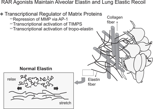 Figure 4 RARγ drives tropo-elastin gene expression. Tropo-elastin is the precursor of elastin, the later has a critical function in the elastic recoil of the lung. Destruction of elastin content in the lung will result in emphysema.