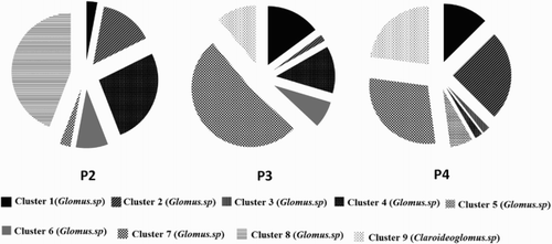 Figure 4. Proportion of 18S rDNA sequences in each cluster using primer sets 2, 3 and 4.