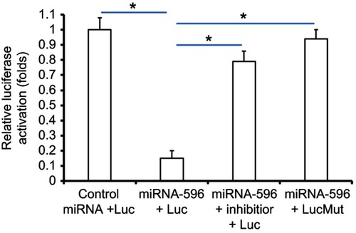 Figure S1 miR-596 inhibited the activation of luciferase reporters containing 3ʹUTR sequence of Survivin. The wild-type sequence or sequence with mutated miR-596-binding site of Survivin’s 3ʹUTR (1921–2100) was obtained by chemical synthesis and cloned into pGL4.26 plasmids to construct luciferase reporters by Vigene Corporation, Jinan City, Shandong Province, China. The luciferase containing wild-type sequence of Survivin’s 3ʹUTR with miR-596-binding site was named as Luc, whereas the luciferase containing a sequence of Survivin’s 3ʹUTR with mutated miR-596-binding site was named as LucMut. Cells were transfected with control miRNA + Luc, miR-596 + Luc, miR-596 + inhibitor + Luc or miR-596 + LucMut. Then, cells were harvested for luciferase experiments. Results were shown as mean ± SD of relative luciferase activation. *P<0.05