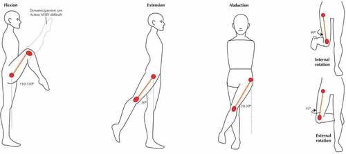Figure 7. Motions of the hip joint (Joumana Medlej, Citation2014).
