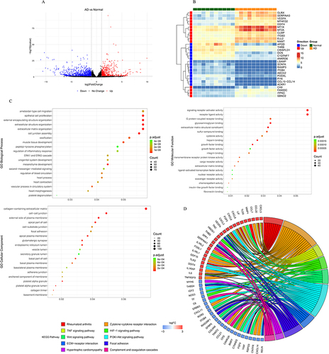 Figure 2 Identification and functional analysis of differentially expressed genes (DEGs) between aortic dissection (AD) and control samples. (A) Volcano plot for the differential expression analysis, in which red dots indicate upregulated DEGs and blue dots indicate downregulated DEGs in AD. (B) Heatmap showing the increased and decreased expressions of the most significant 15 up-regulated genes and 15 down-regulated genes (ranked according to the adjusted p-value). (C) Dot plot displaying GO terms sorted by adjusted p value in the category of biological process (BP), cellular component (CC) and molecular function (MF) that DEGs between AD and control are enriched in. (D) Chord diagram showing the corresponding relationship between the top 10 pathways with the highest significance and relevant DEGs involved in those pathways. The left are KEGG pathways, and the right is DEGs, and log2FC was displayed from top to bottom. When log 2 FC > 0, the larger the log 2 FC is, the greater the differential expression of up-regulated protein is; when log 2 FC < 0, the smaller the log 2 FC is, the greater the differential expression of down-regulated protein is. The closer the log 2 FC is to 0, the smaller the differential expression fold is.