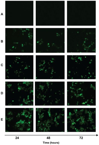 Figure 8 Fluorescent images of Kupffer cells transfected with naked pEGFP (A), SLN/DNA (B), PEG-PE-SLN/DNA (C), A-MN-SLN/DNA (D), and B-MN-SLN/DNA (E) at 24, 48, and 72 hours after transfection.Abbreviations: SLN, solid lipid nanoparticles; A-MN-SLNs/DNA, pre-MN-PEG-PE-modified SLN/DNA; B-MN-SLNs/DNA, post-MN-PEG-PE-modified SLN/DNA; MN, mannan; PEG, polyethylene glycol; PE, L-α-phosphatidylethanolamine; pEGFP, plasmid-enhanced green fluorescent protein.